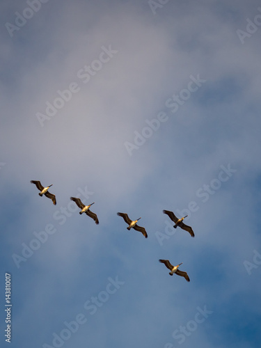 Pelicans Overhead