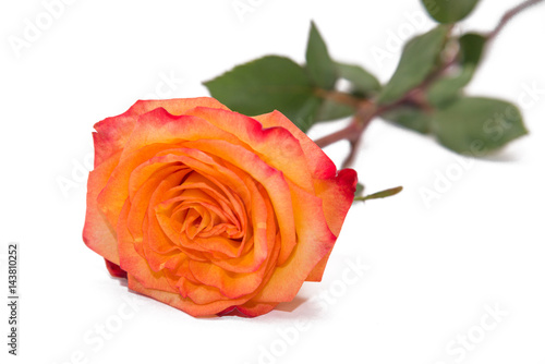 A single golden yellow rose on a natural stem with green rose leaves. Isolated on white with clipping path.