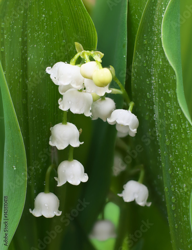 Flower lily of the valley growing in forest in spring closeup with drops photo