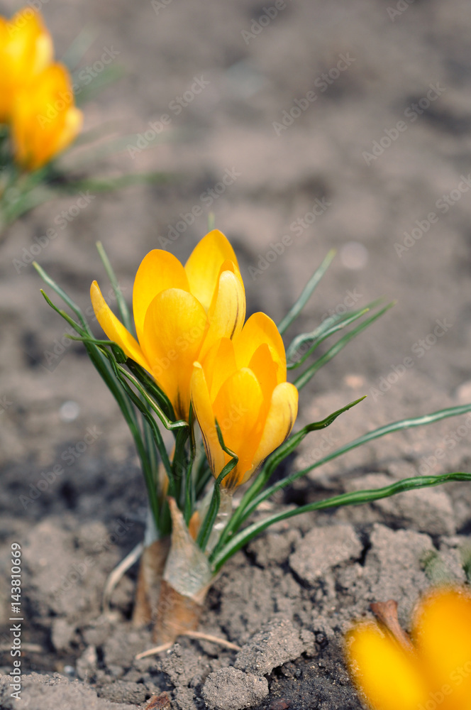 First yellow spring crocus flowers on ground First yellow spring crocus flowers on ground