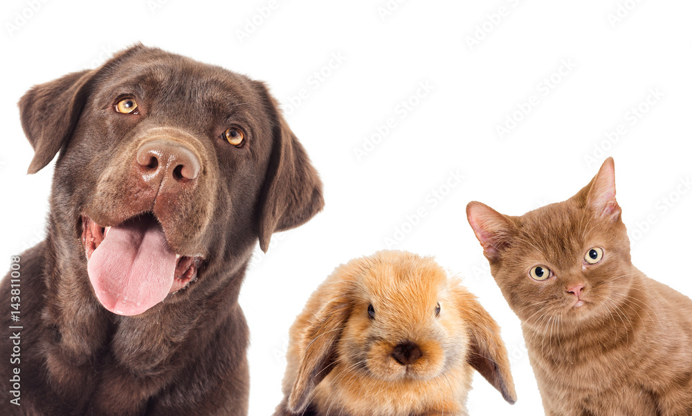 Portrait dog And a kitten And rabbit looking