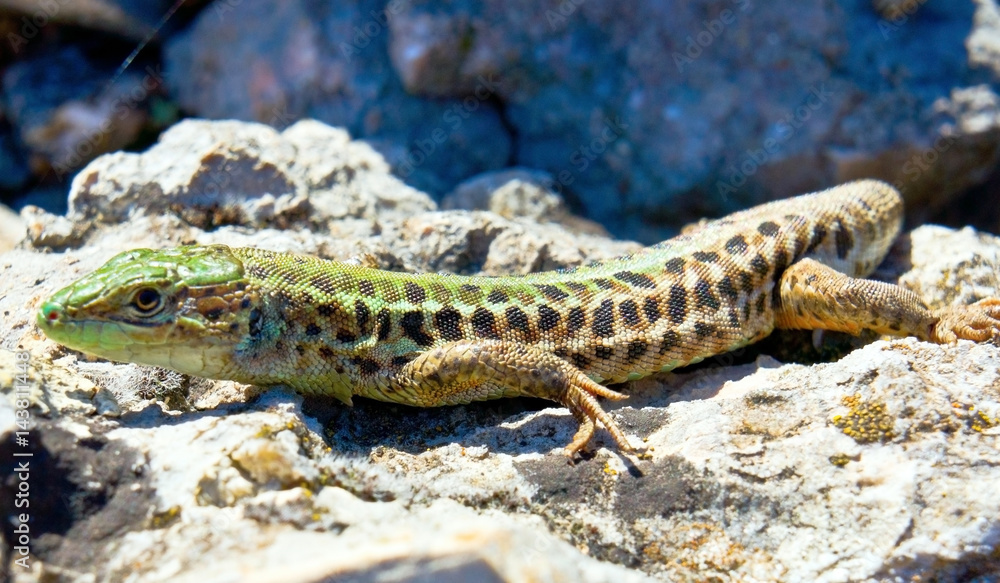 Lizard Lizard