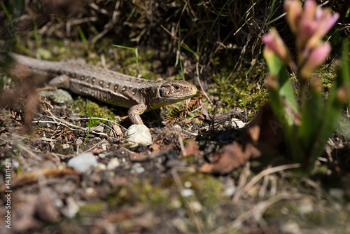 Eidechse (Wild Life)