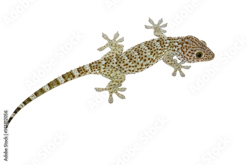 Isolated gecko lizard with white background
