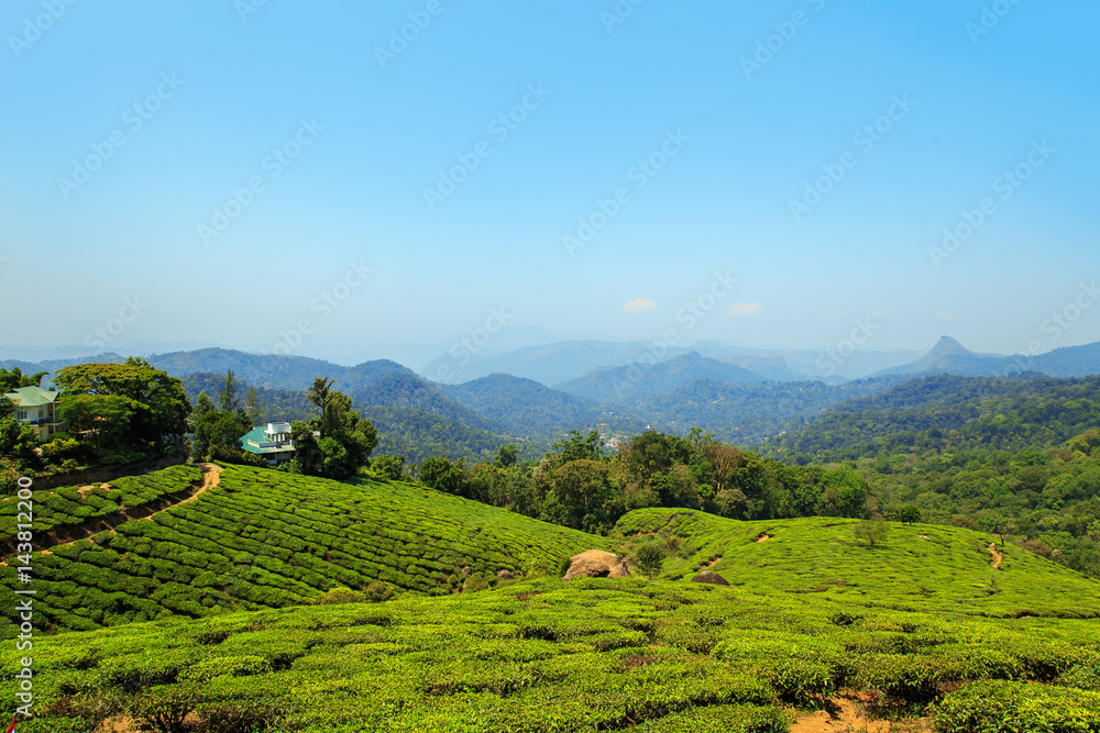Stunning views of tea plantations in Munnar.