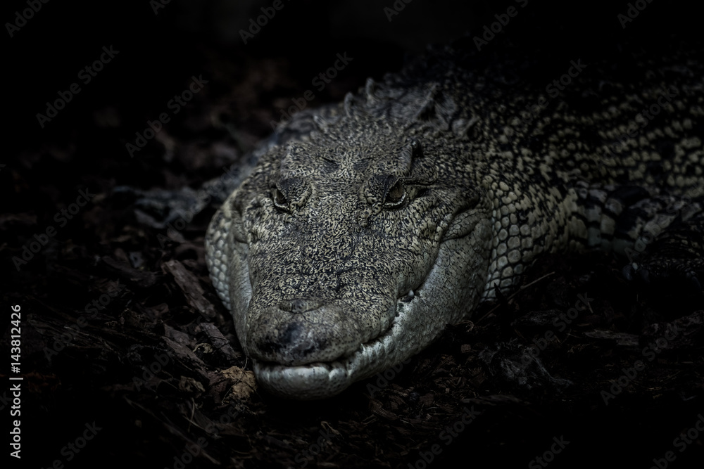 Obraz premium Crocodile