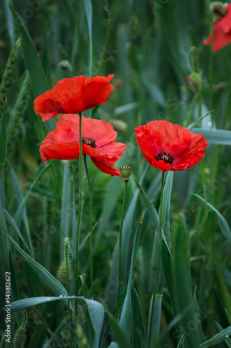 red poppies