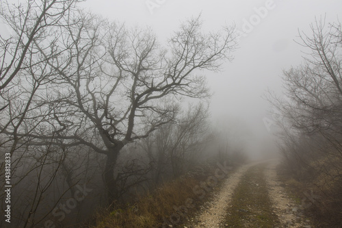 Mystic forest with fog © grigorylugovoy