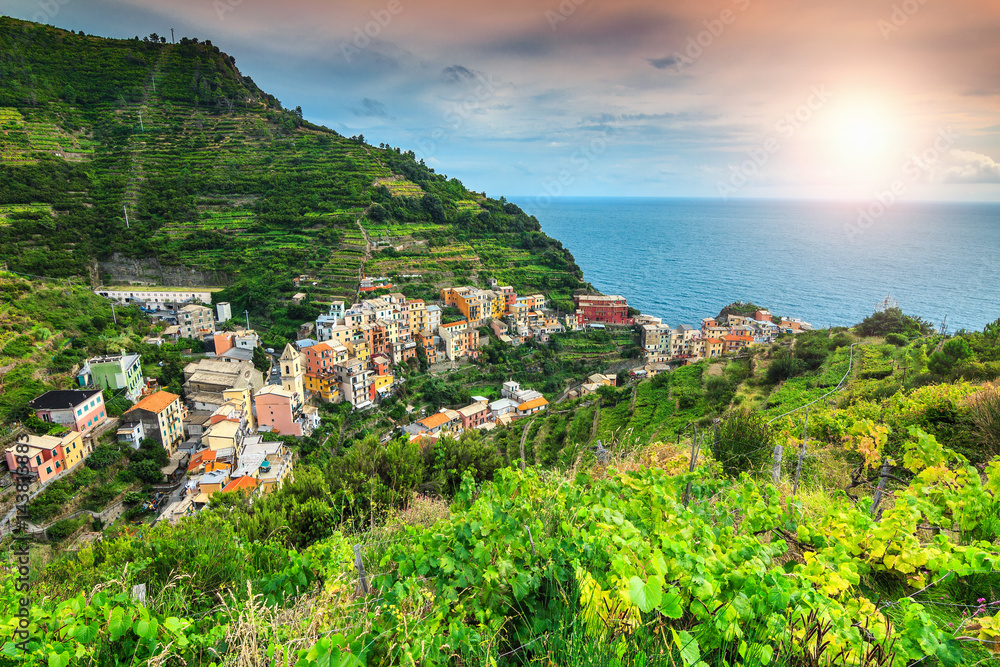 Spectacular vineyard and old town of Manarola, Italy, Europe