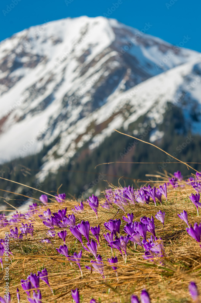 Fototapeta premium Tatra mountains, Poland, crocuses in Chocholowska valley with snowy mountain in background, spring