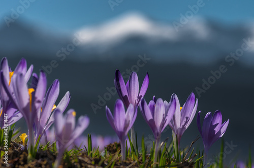 Tatra mountains, Poland, crocuses in Podhale region, spring