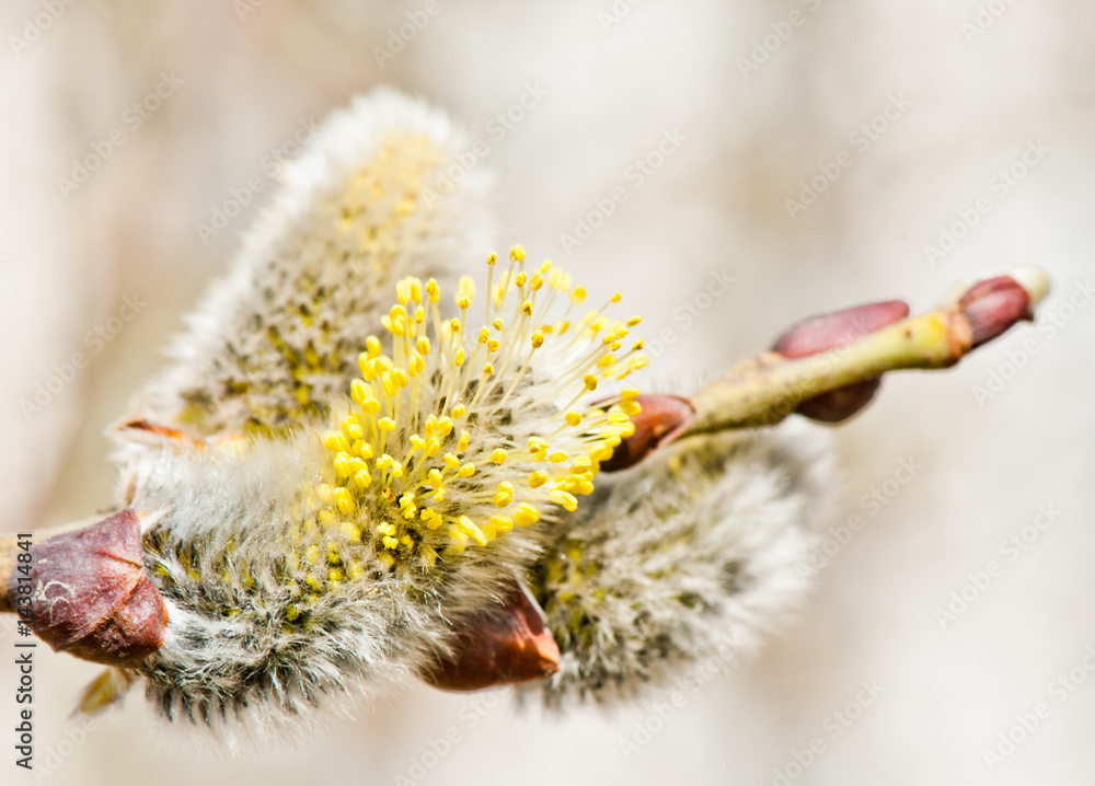 Pussy willow blossoms in spring sunny day, close up Pussy willow blossoms in spring sunny day, close up