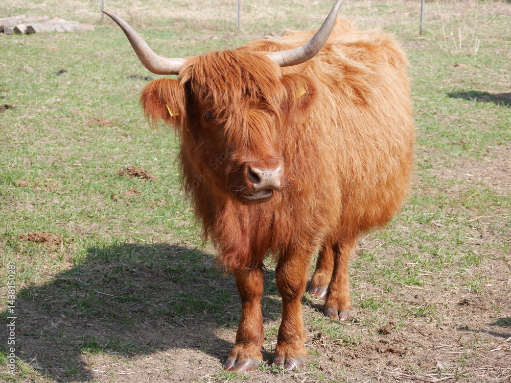 braune Kuh braune Kuh