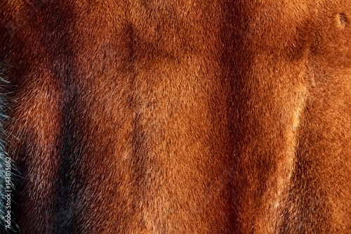Close up fur coat texture background