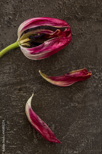 Withered Tulip