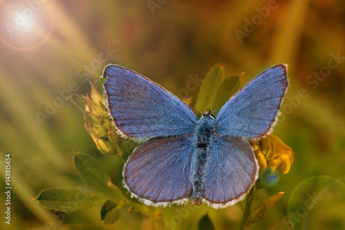 Obraz na płótnie Blue modrachea (Lycaenidae) w salonie
