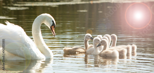 Swan with the young