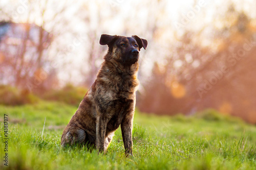 Holländischer Schäferhund © frilled_dragon