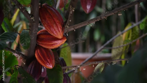 Red and orange cacao pods fruits on tree close-up. Agriculture chocolate cocoa farm