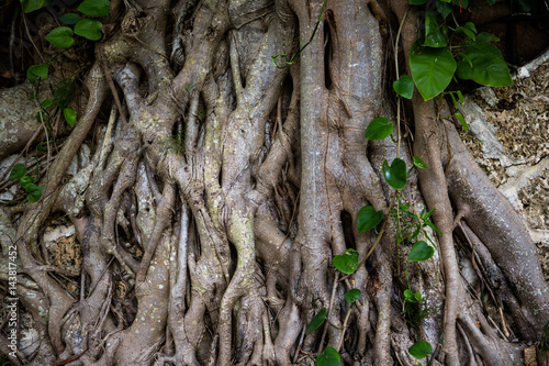 Old grey tree with large thick roots