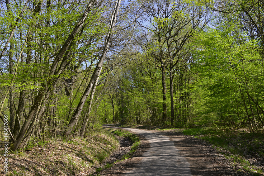 Chemin serpente en forêt de Ferrières, Roissy-en-Brie (77680), département de la Seine-et-Marne en région Île-de-France, France Chemin serpente en forêt de Ferrières, Roissy-en-Brie (77680), département de la Seine-et-Marne en région Île-de-France, France