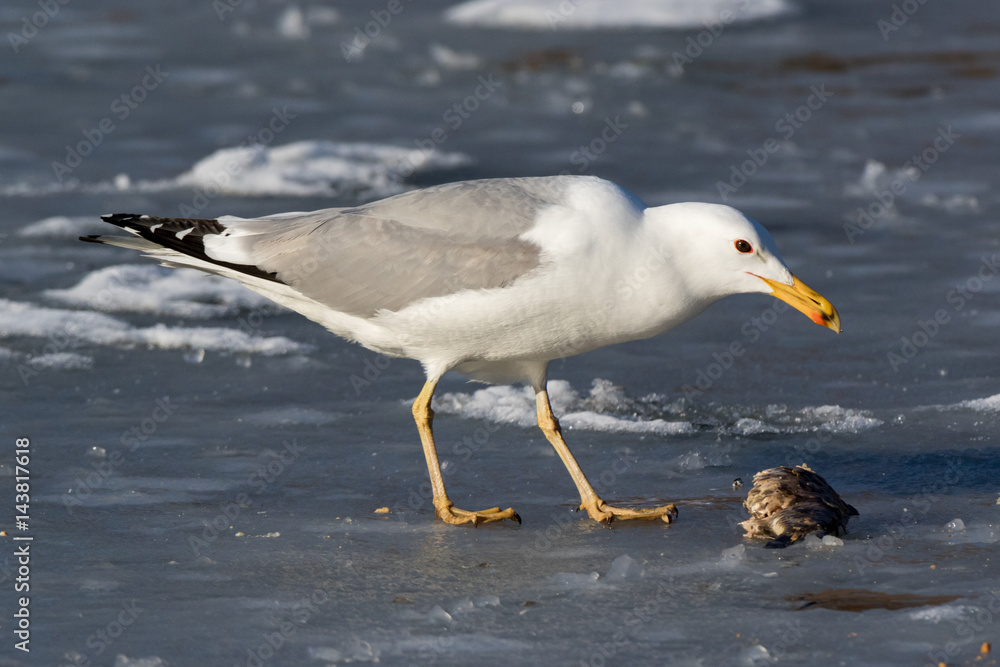 Yellow-legged Gull (Larus cachinnans). Bird's species is identified inaccurately. Yellow-legged Gull (Larus cachinnans). Bird's species is identified inaccurately.