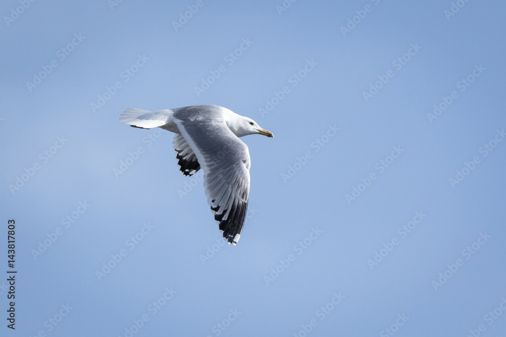 Yellow-legged Gull (Larus cachinnans). Bird's species is identified inaccurately. Yellow-legged Gull (Larus cachinnans). Bird's species is identified inaccurately.