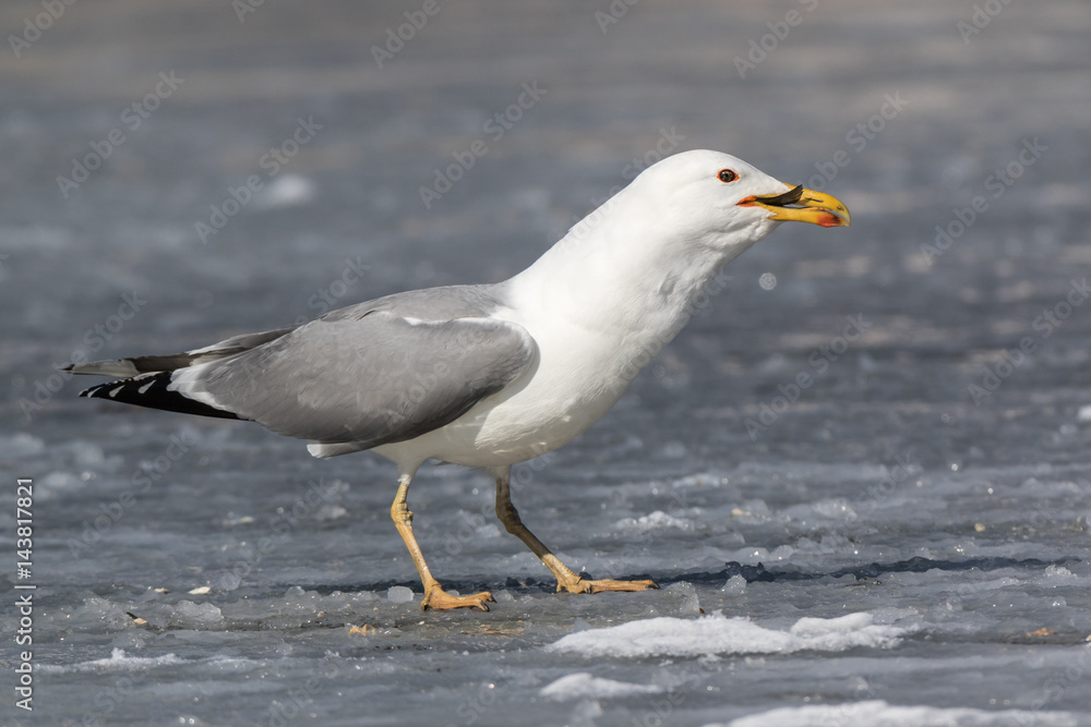 Yellow-legged Gull (Larus cachinnans). Bird's species is identified inaccurately. Yellow-legged Gull (Larus cachinnans). Bird's species is identified inaccurately.