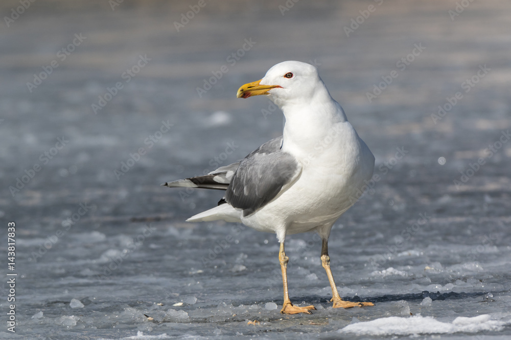 Yellow-legged Gull (Larus cachinnans). Bird's species is identified inaccurately. Yellow-legged Gull (Larus cachinnans). Bird's species is identified inaccurately.