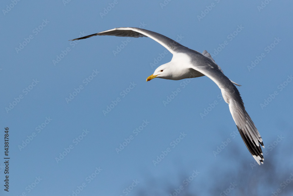 Yellow-legged Gull (Larus cachinnans). Bird's species is identified inaccurately. Yellow-legged Gull (Larus cachinnans). Bird's species is identified inaccurately.