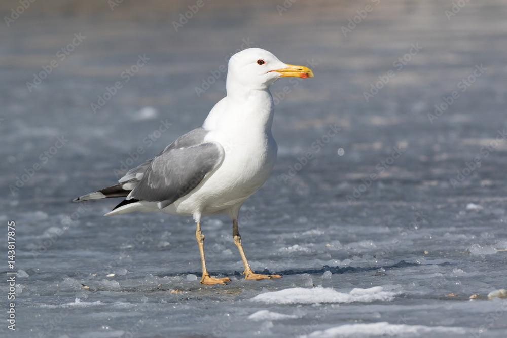 Yellow-legged Gull (Larus cachinnans). Bird's species is identified inaccurately. Yellow-legged Gull (Larus cachinnans). Bird's species is identified inaccurately.