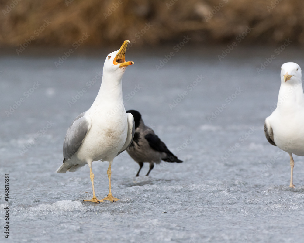 Fototapeta premium Yellow-legged Gull (Larus cachinnans). Bird's species is identified inaccurately.