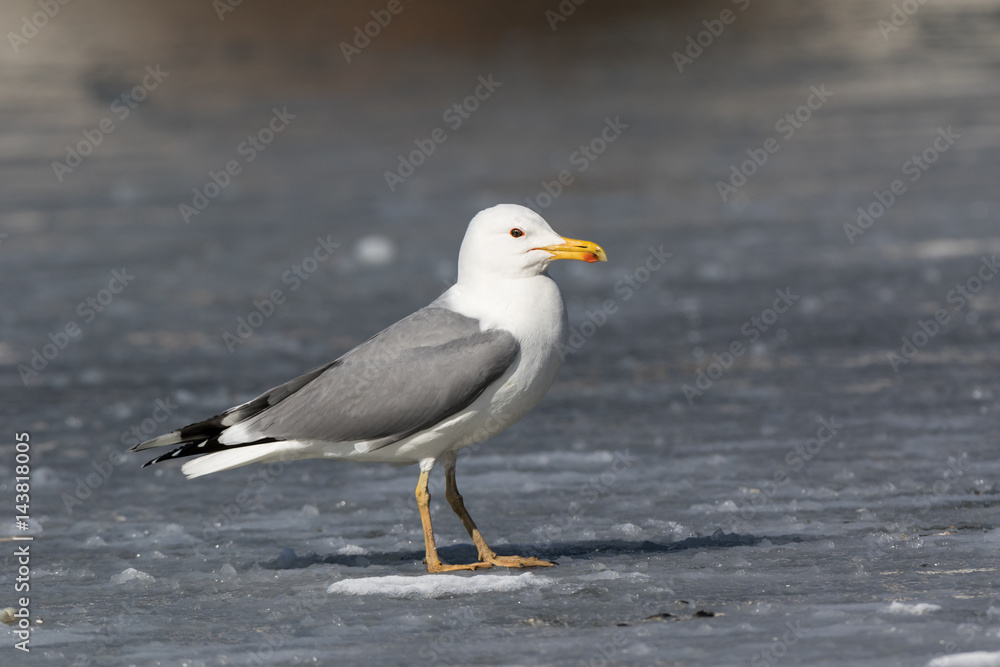 Yellow-legged Gull (Larus cachinnans). Bird's species is identified inaccurately. Yellow-legged Gull (Larus cachinnans). Bird's species is identified inaccurately.