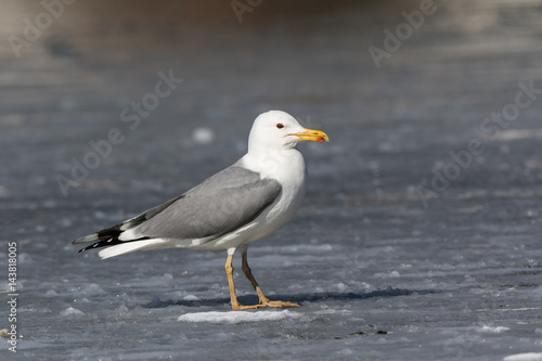 Yellow-legged Gull (Larus cachinnans). Bird's species is identified inaccurately.
