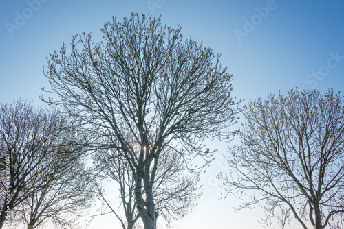 Bare trees in a blue sky at sunrise © Naj