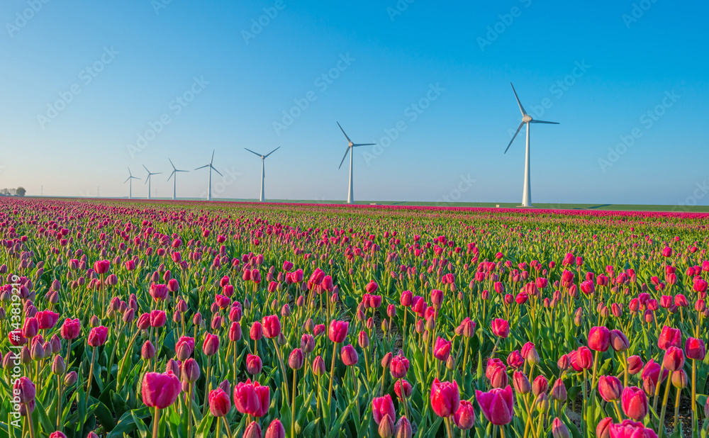 Tulips and wind turbines in a field in spring 