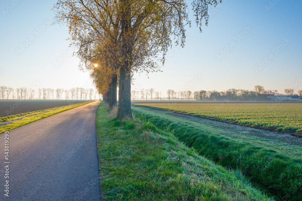 Fototapeta premium Trees along a road in spring
