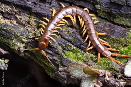 Fotografiet centipede (Scolopendra sp