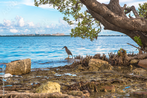 Tranquil scene. Lonely exotic bird under shady big tree in lost paradise. Bid tree trunk and brunches, rocks and plants. Skyline and blue ocean. Travel and vacations in Miami. Florida.USA