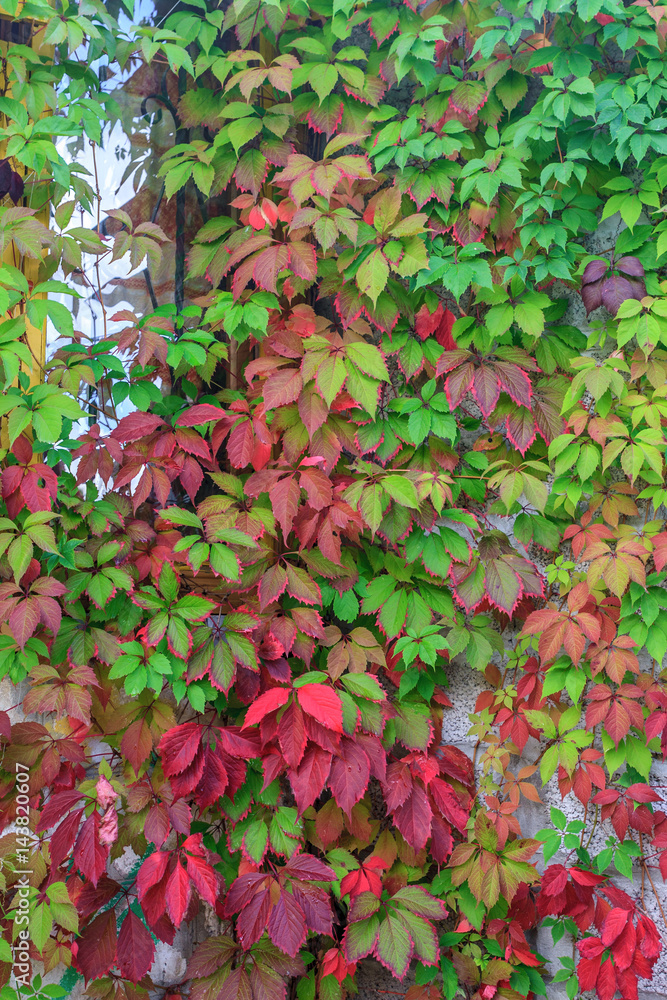 Boston ivy with colorful leaves at autumn. Natural plant vertical background. House decorations Boston ivy with colorful leaves at autumn. Natural plant vertical background. House decorations
