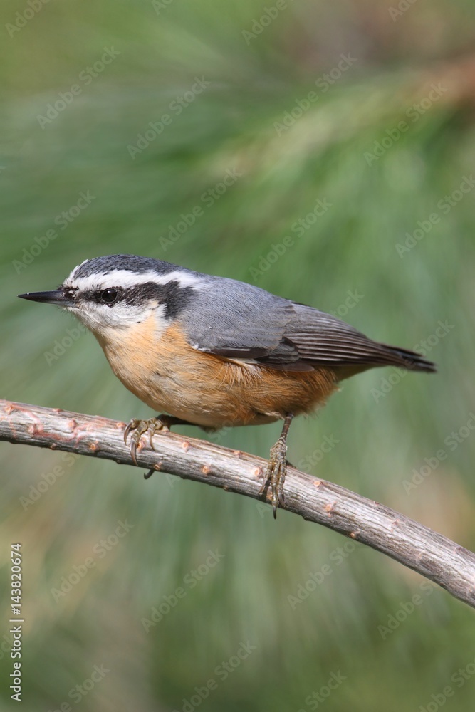Obraz premium Red-breasted Nuthatch On A Perch