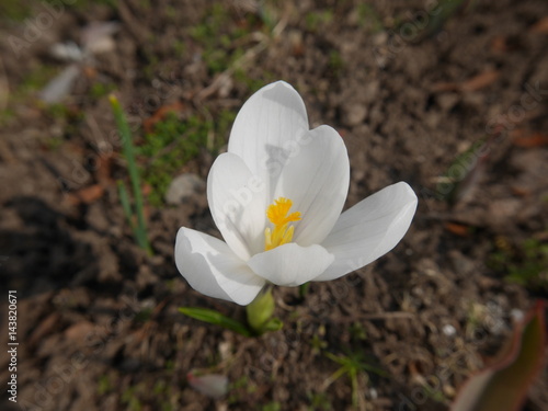 Fresh white crocus blooming in the garden © petite usagi