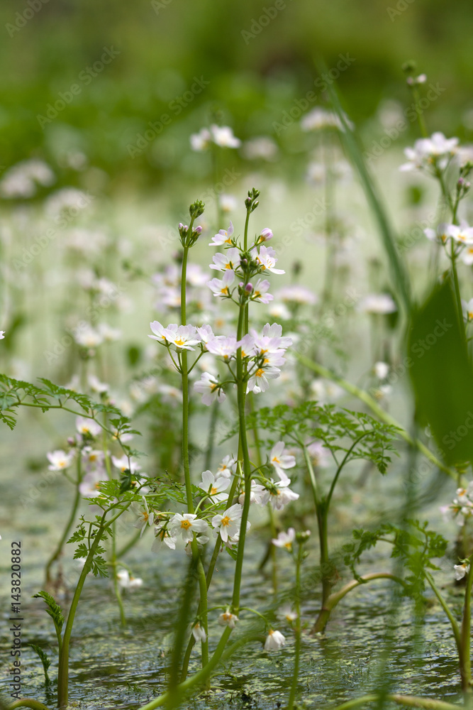 Colon marshy (hottonia palustris) 2