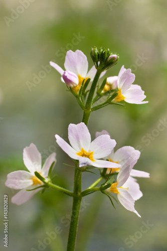 Obraz na płótnie Colon marshy (hottonia palustris) 1 w salonie