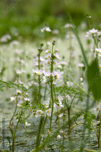 Obraz na płótnie Colon marshy (hottonia palustris) 2 w salonie