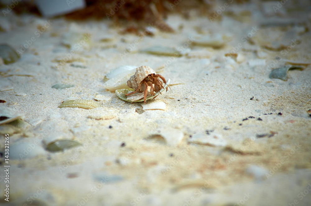 A hermit crab on the beach