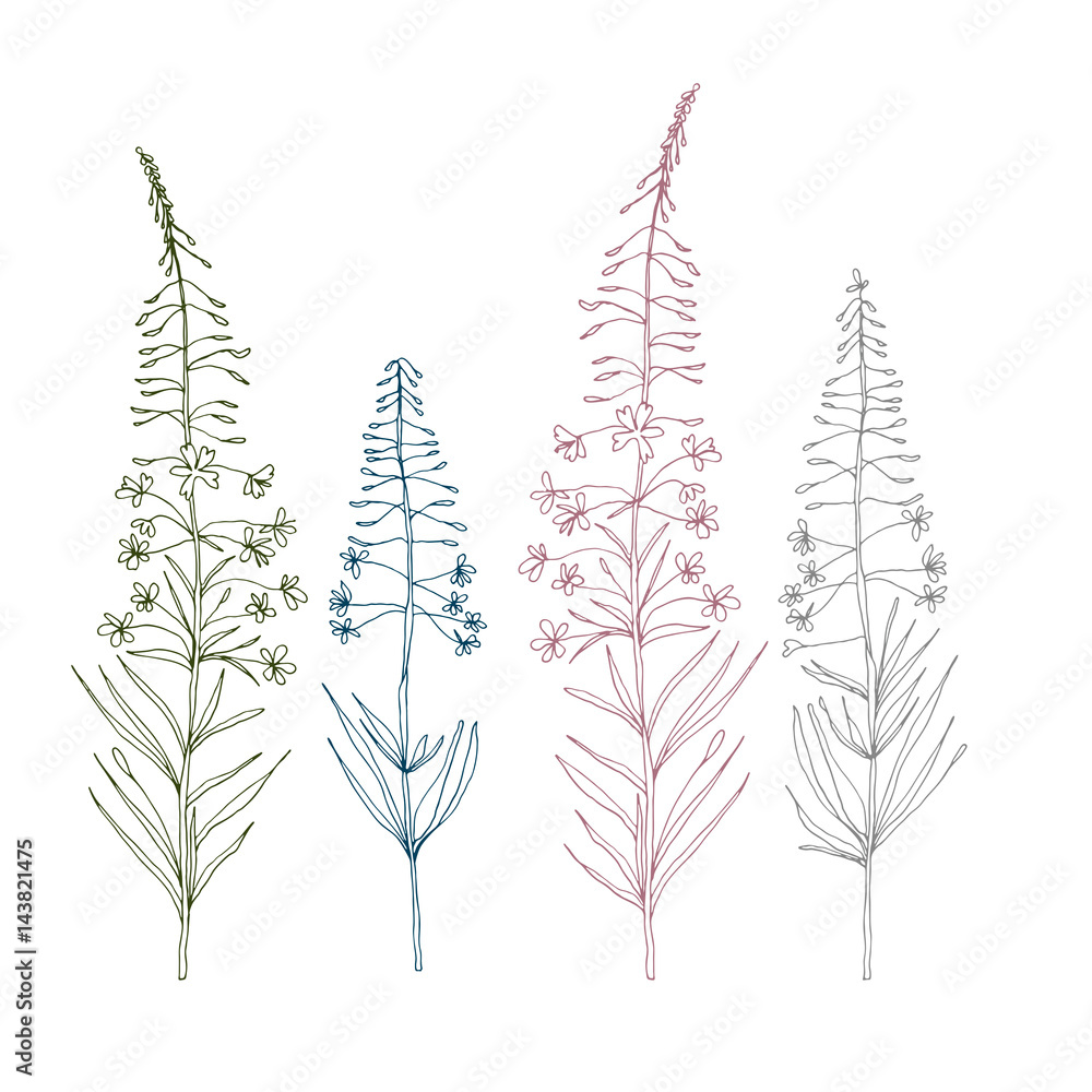 Vector botanical illustration with fireweed plant flowers. Hand drawn