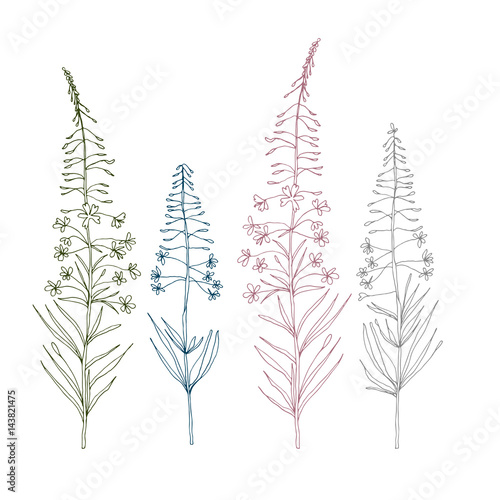Vector botanical illustration with  fireweed plant flowers. Hand drawn thin l...