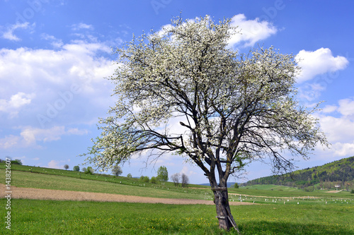 Blooming tree below a blue sky in spring