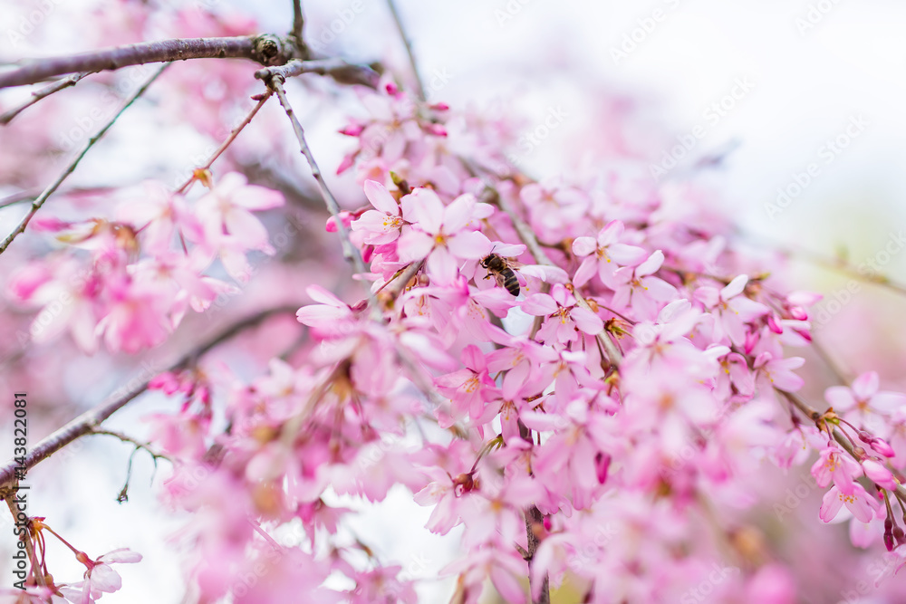 Blooming pink sakura. Beautiful spring pink flowers in park.